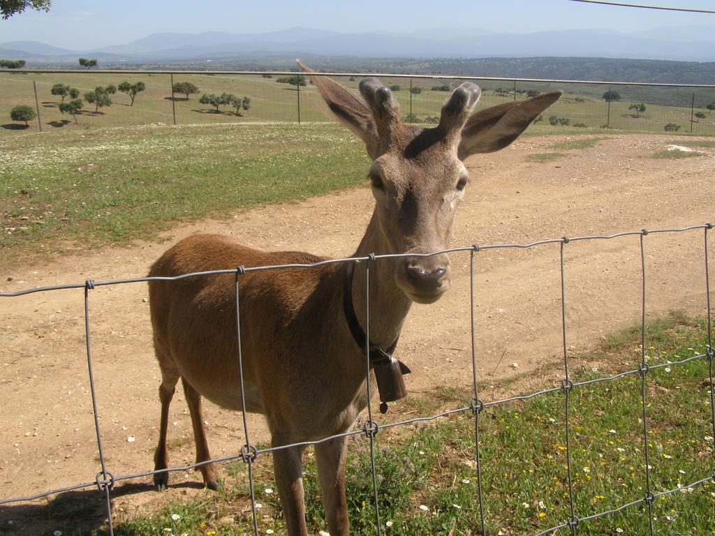 מלפרטידה דה פלסנסיה Casa Rural La Sierra De Monfraguee מראה חיצוני תמונה